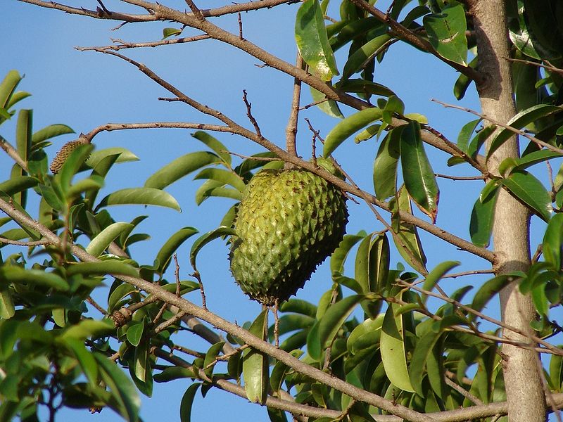 ทุเรียนเทศ
